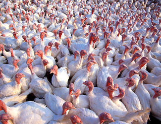 Turkeys (USDA photo)