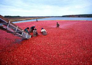 Harvesting cranberries in New Jersey (USDA/ photo)