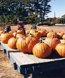 Pumpkins (US Census Bureau photo)