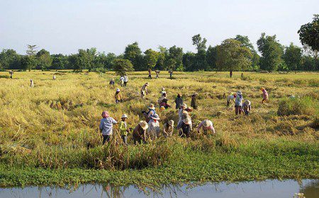 Cambodia: workers harvesting rice. Photo: Stefan Fussan, CC.