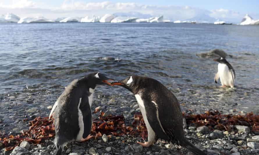 A Gentoo penguin feeds its chick in Cuverville Island, Antarctica